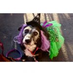 Gallery 1 - SNIPSA's Paws in the Park- Howl-O-Ween