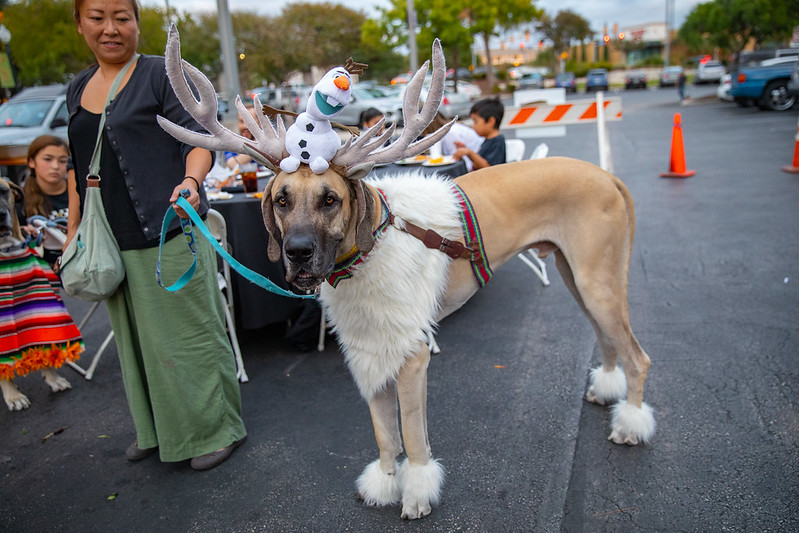 Gallery 2 - SNIPSA's Paws in the Park- Howl-O-Ween