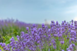 Lunchtime Talk: Hill Country Lavender