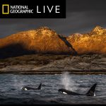 Secrets of Whales with Brian Skerry