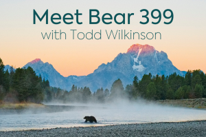 Meet Bear 399