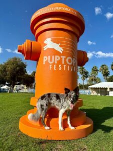 Puptopia Festival