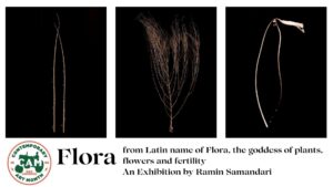 "Flora" An intimate series of plant portraits. Exhibition by Ramin Samandari
